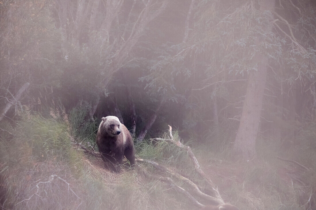 Brown bear (ursus arctos); Katmai National Park; western Alaska; United States; North America
