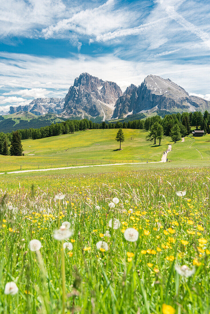 Alpe di Siusi/Seiser Alm, Dolomites, South Tyrol, Italy