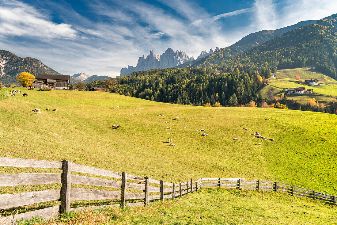 Funes Valley, Dolomites, province of Bolzano, South Tyrol, Italy. The ancient sheep breed 'Villnoesser Brillenschaf)