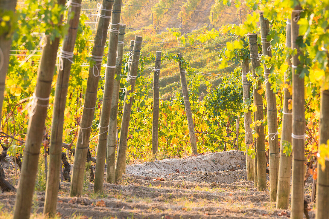 Barolo,Cuneo Province,Piedmont,Italy