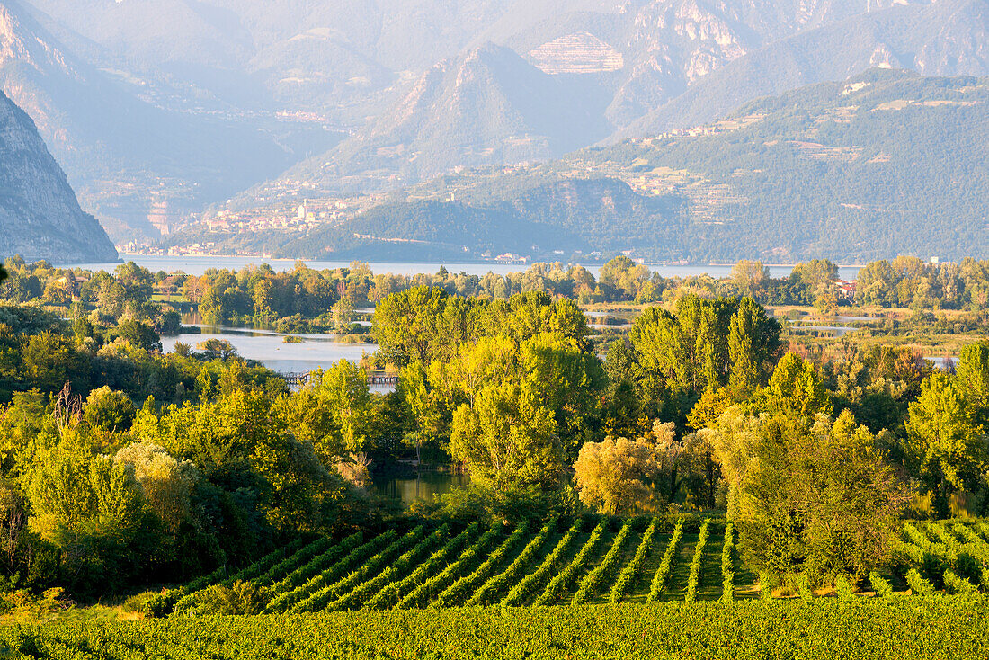 Vineyards in Franciacorta, Brescia province in Lombardy district, Italy, Europe.