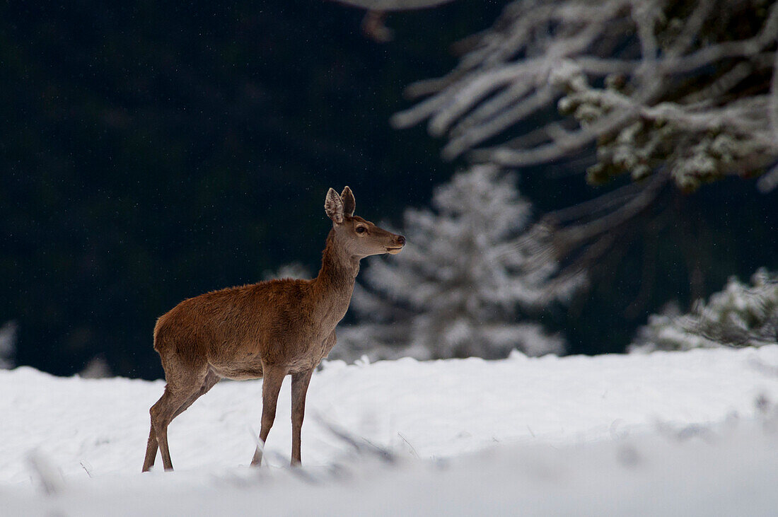 Fenestrelle, Chisone Valley, TUrin Province, Italy. Red deer female during a snowfall.