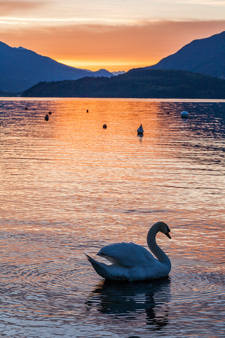 The Swan at sunrise on the Como lake of Domaso village. Lombardy, Italy, province of Como
