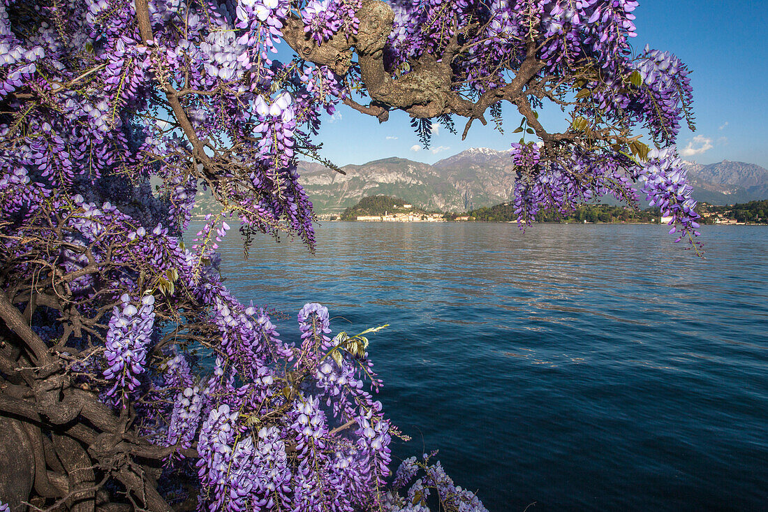 Lombardy, italy, Como lake, Wisteria flowers in front of Bellagio village, provence of Como
