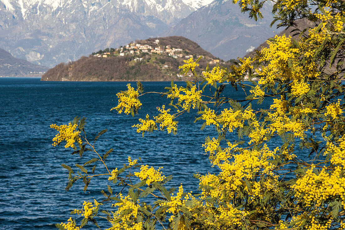 Mimosa flowers at Como lake, in the background Bellagio village. Lombardy, Italy, provence of Como
