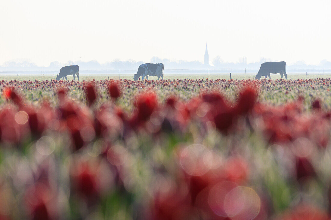 Cows in the countryside framed by fields of red tulips Berkmeer municipality of Koggenland North Holland The Netherlands Europe