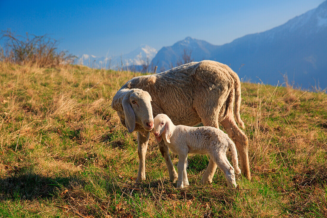 Lamb with its mother in the meadows of Dalo, valchiavenna, province of Sondrio, Lombardy, Italy