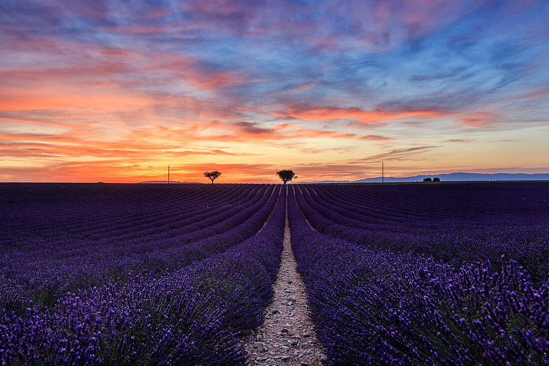 Sunset over a lavender meadow field in Provence, France