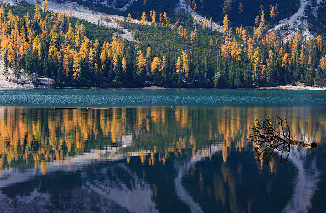 Tree log floating into Lago di Braies / Pragser Wildsee in autumn, Province of Bolzano, Trentino Alto Adige, Italy