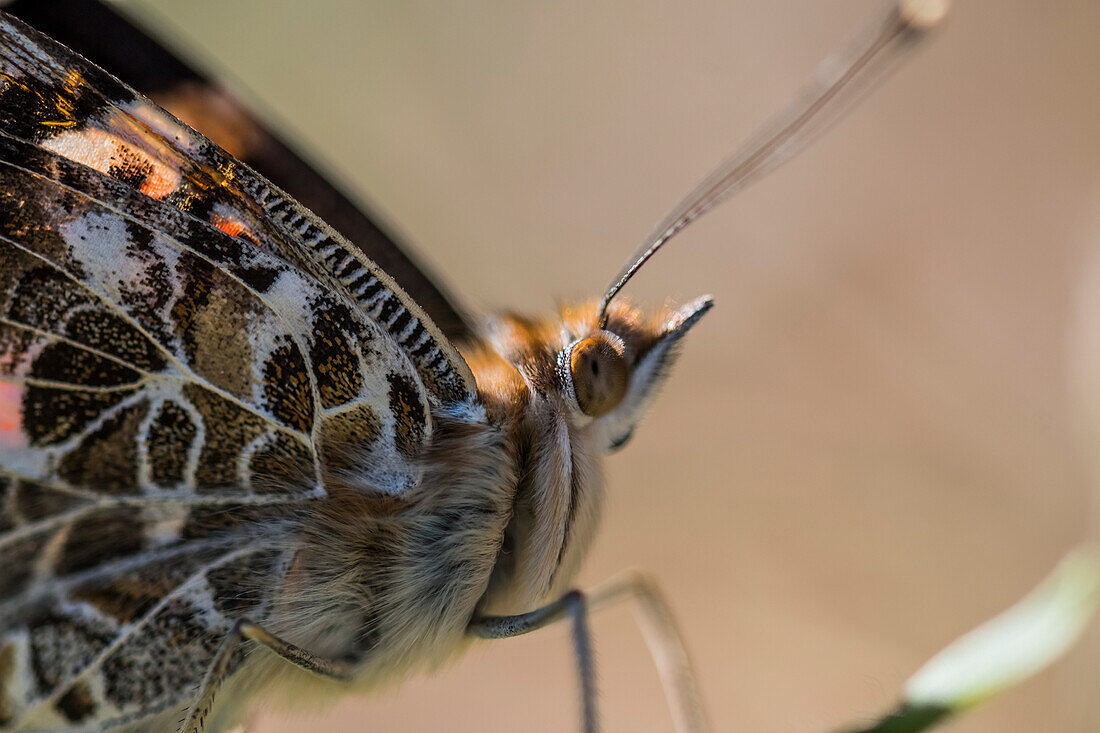 The hair and wings of a Painted Lady Butterfly (Cynthia) observed at close range; Astoria, Oregon, United States of America
