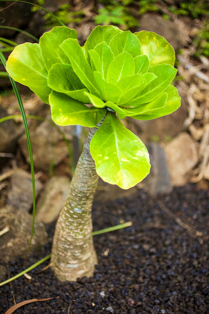Close-up of a tropical plant; Kauai, Hawaii, United States of America