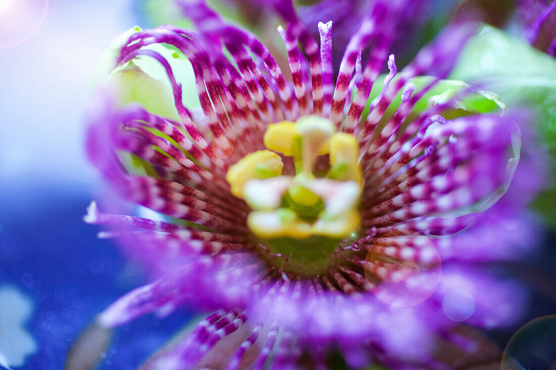 Nahaufnahme einer schönen Passionsfruchtblüte in Rosa und Gelb; Kilauea, Insel Hawaii, Hawaii, Vereinigte Staaten von Amerika