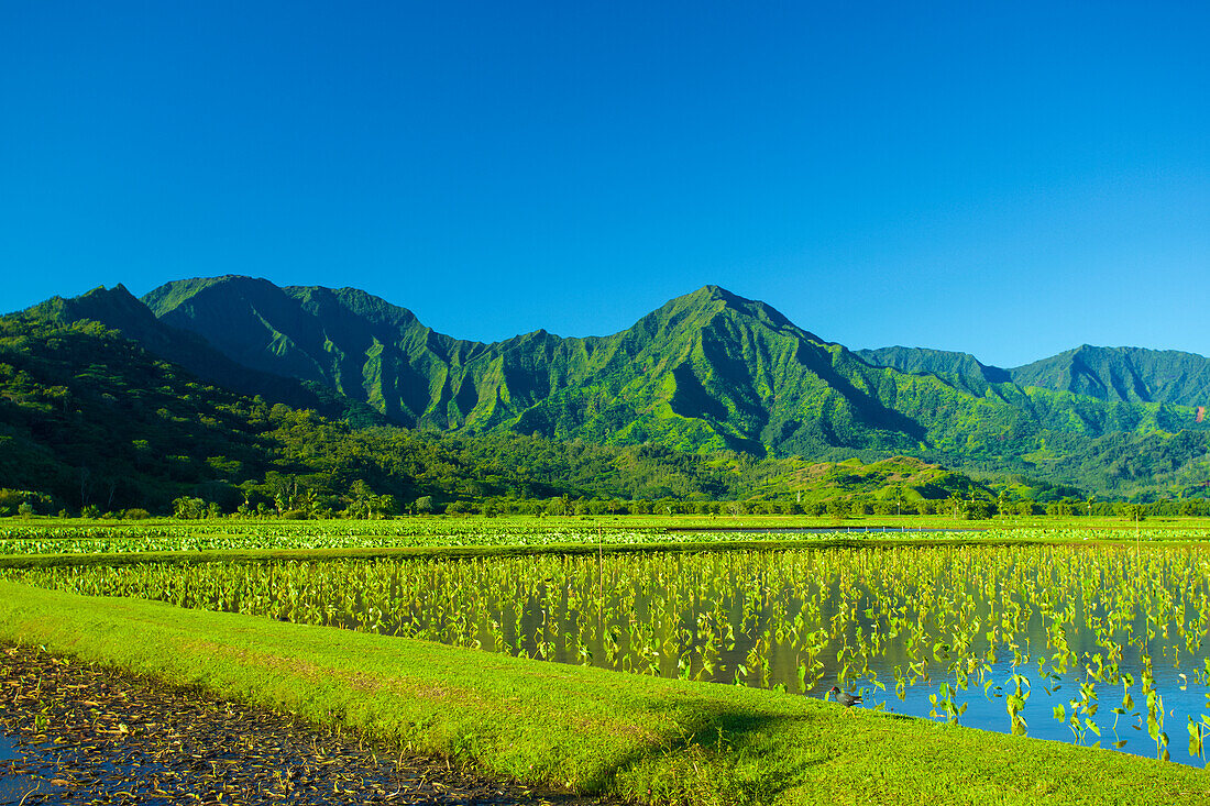 Taro crops and green, foliage covered mountains on the island of Kauai; Hanalei, Kauai, Hawaii, United States of America