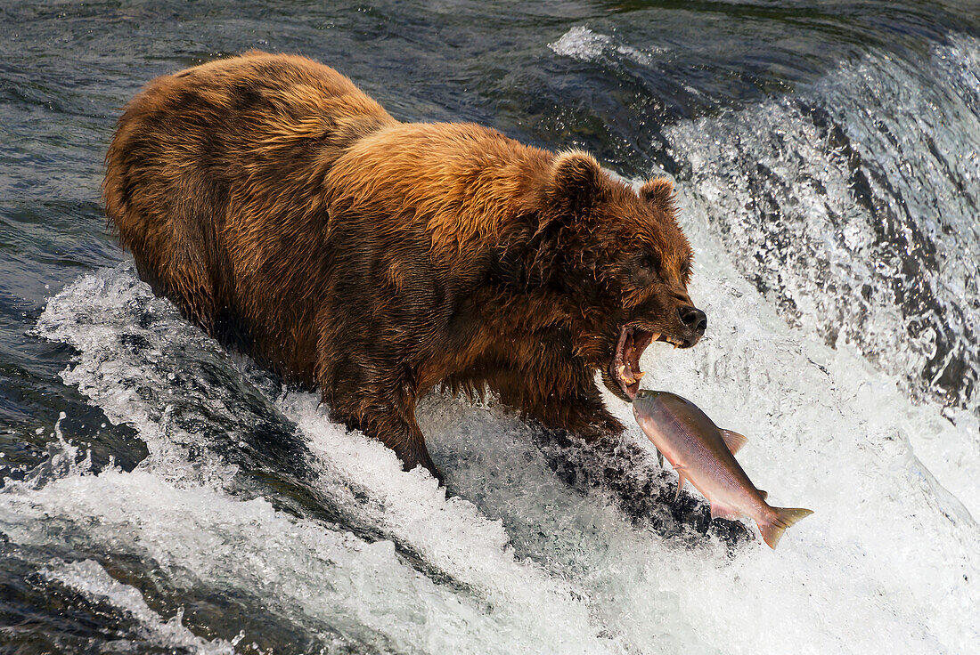 A brown bear (ursus arctos) with a scar on it's back is about to catch a salmon in it's mouth at the top of Brooks Falls, Alaska. The fish is only a few inches away from its gaping jaws. Shot with a Nikon D800 in July 2015; Alaska, United States of Americ