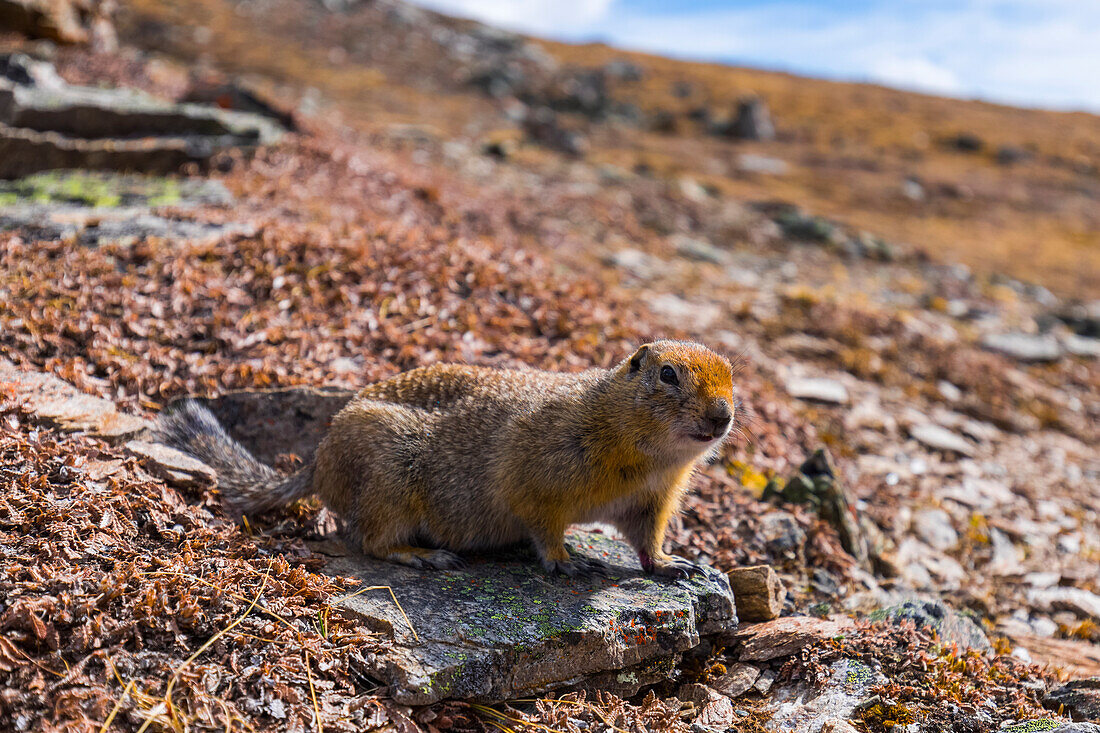 An arctic ground squirrel (Spermophilus parryii) near the Savage Alpine Trail in Denali National Park; Alaska, United States of America