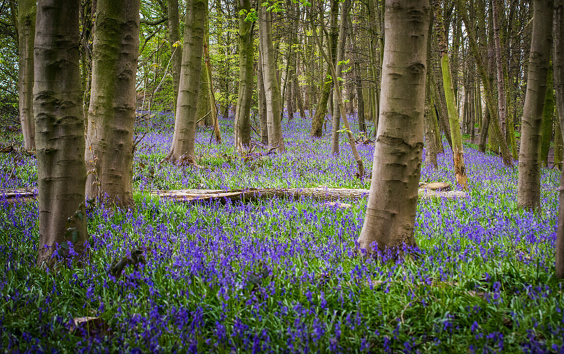 Bluebells (Hyacinthoides) growing on the ground of a forest; West Bretton, West Yorkshire, England