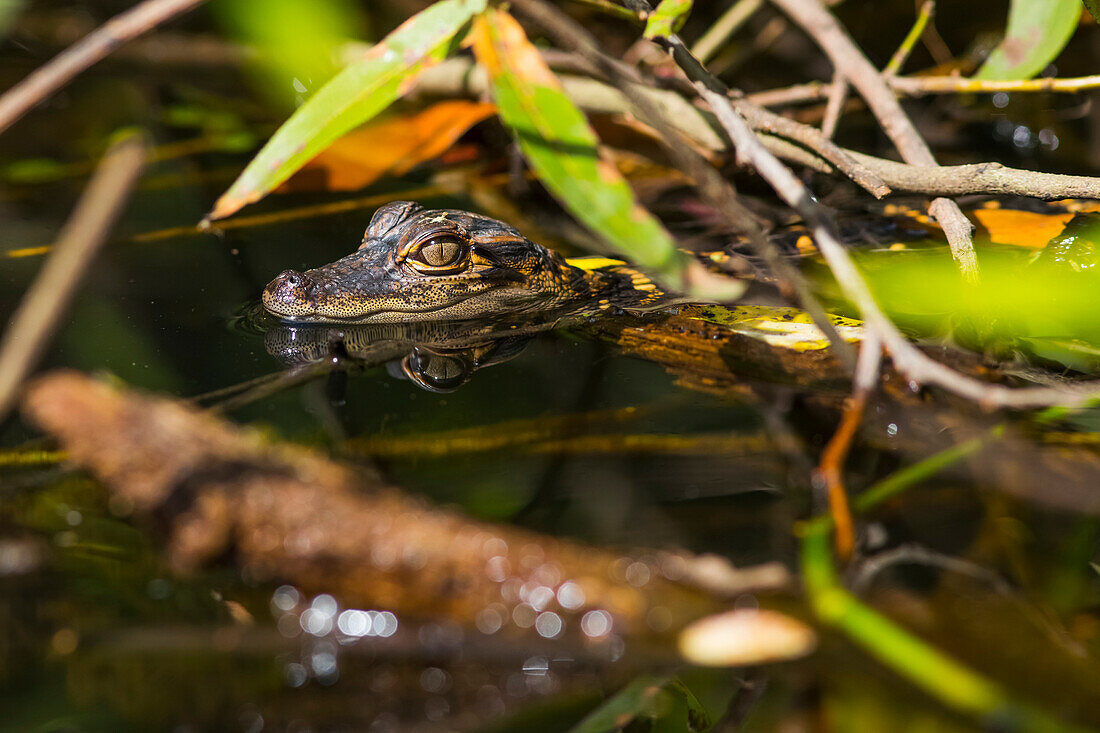 A wild American Alligator (Alligator mississippiensis) hatchling keeps a lookout in the Sebastian River; Alaska, United States of America