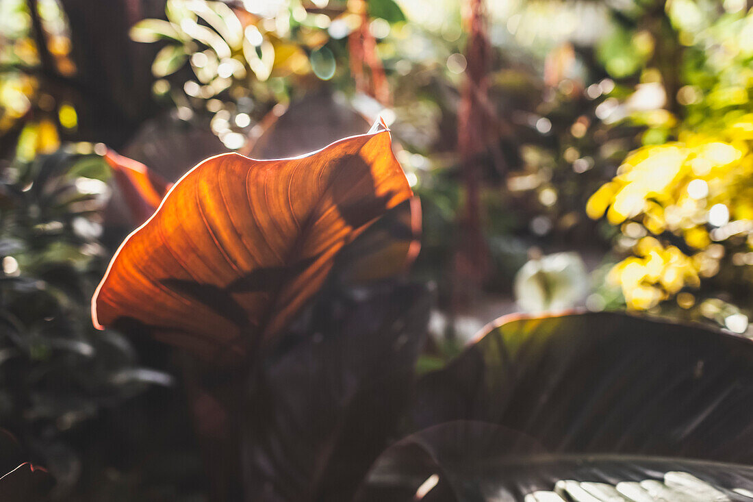 Broad leaf of a plant backlit by sunlight in a garden; Vancouver, British Columbia, Canada