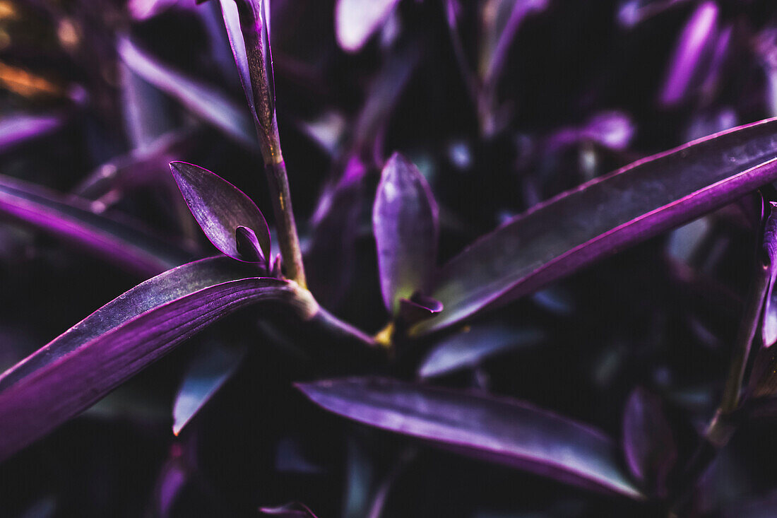 Vibrant purple foliage on a succulent plant in a garden in a tropical climate; Vancouver, British Columbia, Canada