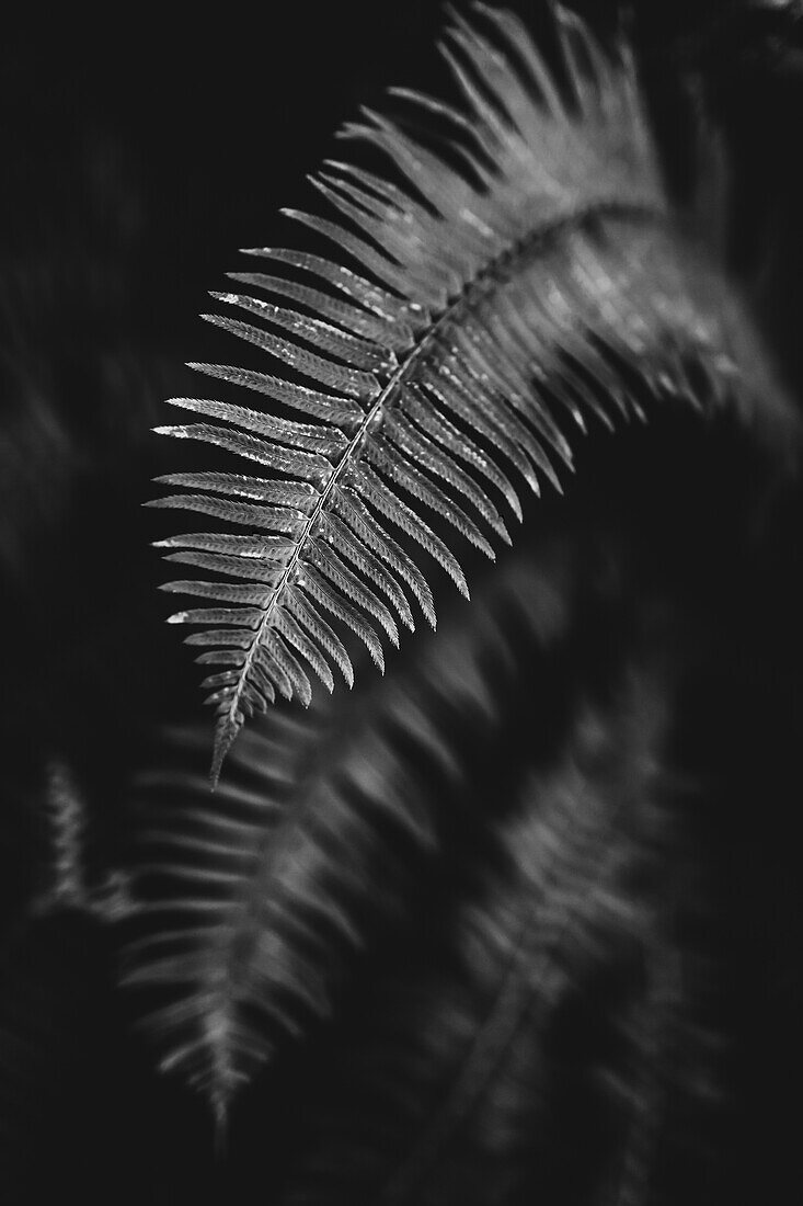Black and white image of a fern leaf; Vancouver, British Columbia, Canada