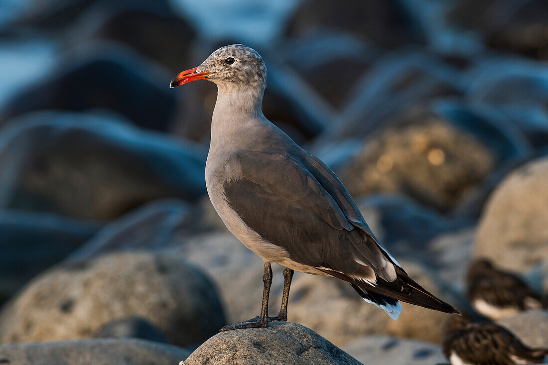 A Heermann's gull (Larus heermanni) rests on the shore of Seaside Cove; Seaside, Oregon, United States of America