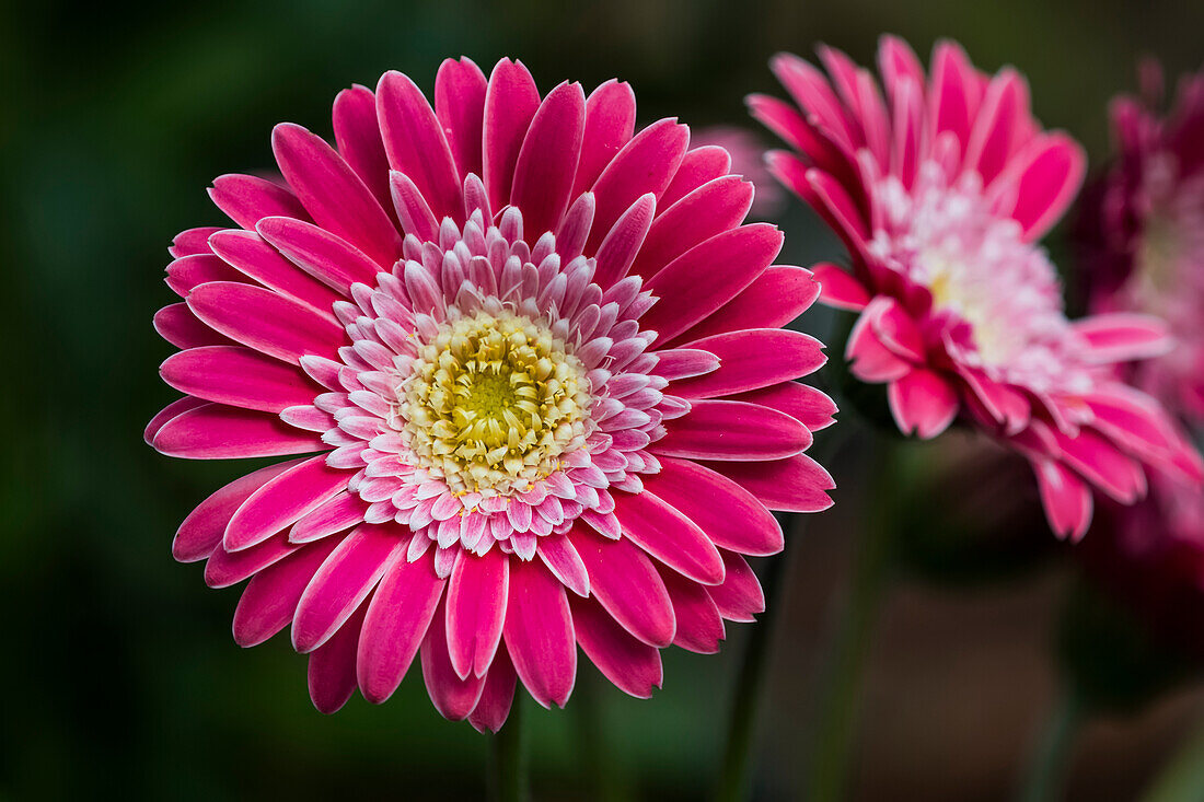 A bright pink Gerbera daisy (Asteraceae) produces showy blossoms; Astoria, Oregon, United States of America