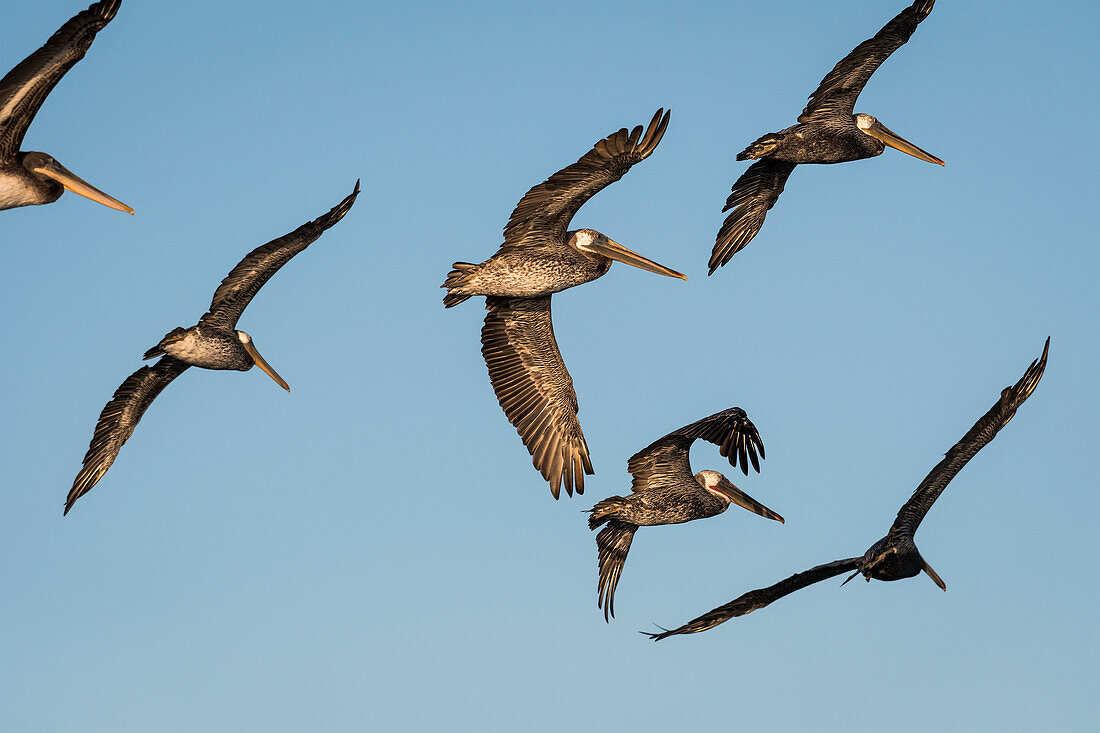 Brown Pelicans (Pelecanus occidentalis) fly across the blue sky; Ilwaco, Washington, United States of America