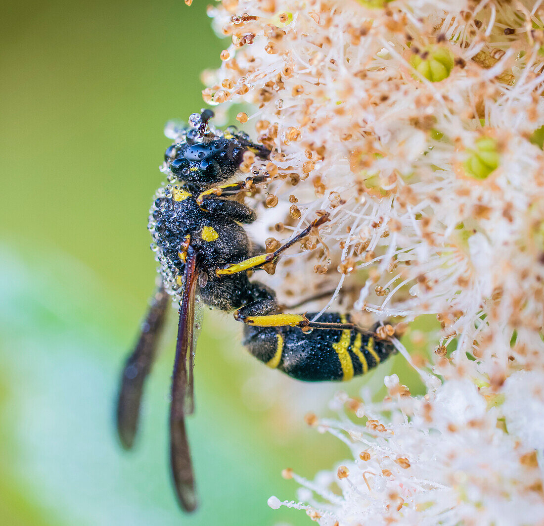 Potter wasp (Eumenes fraternus) covered in dew and resting on a plant; Ontario, Canada