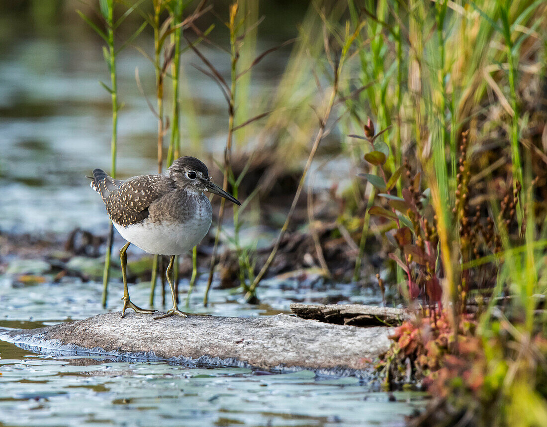 Spotted Sandpiper (Actitis macularia) walking on a log in the water along the shore of a lake; Redbridge, Ontario, Canada