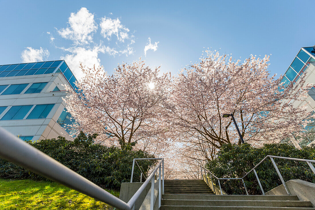 Spring blossom cherry trees in full bloom line this concrete set of steps and walkway at an office building complex with stairs leading up the path towards the sunlight through the trees; Vancouver, British Columbia, Canada