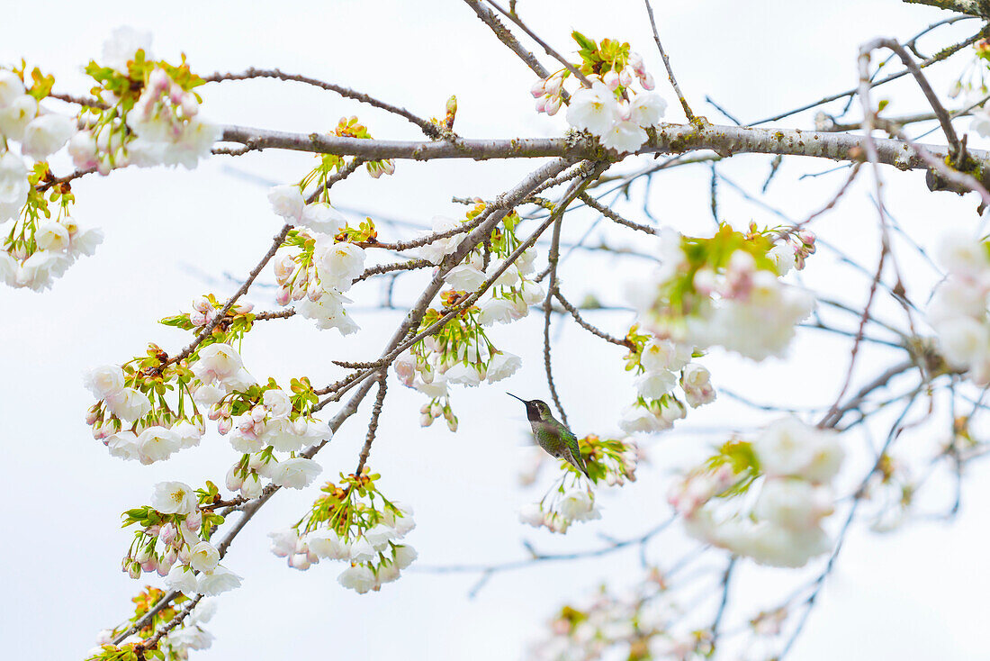 A Ruby-Throated Hummingbird (Archilochus colubris) feeds on the nectar of fresh cherry blossoms on a blooming tree; Vancouver, British Columbia, Canada