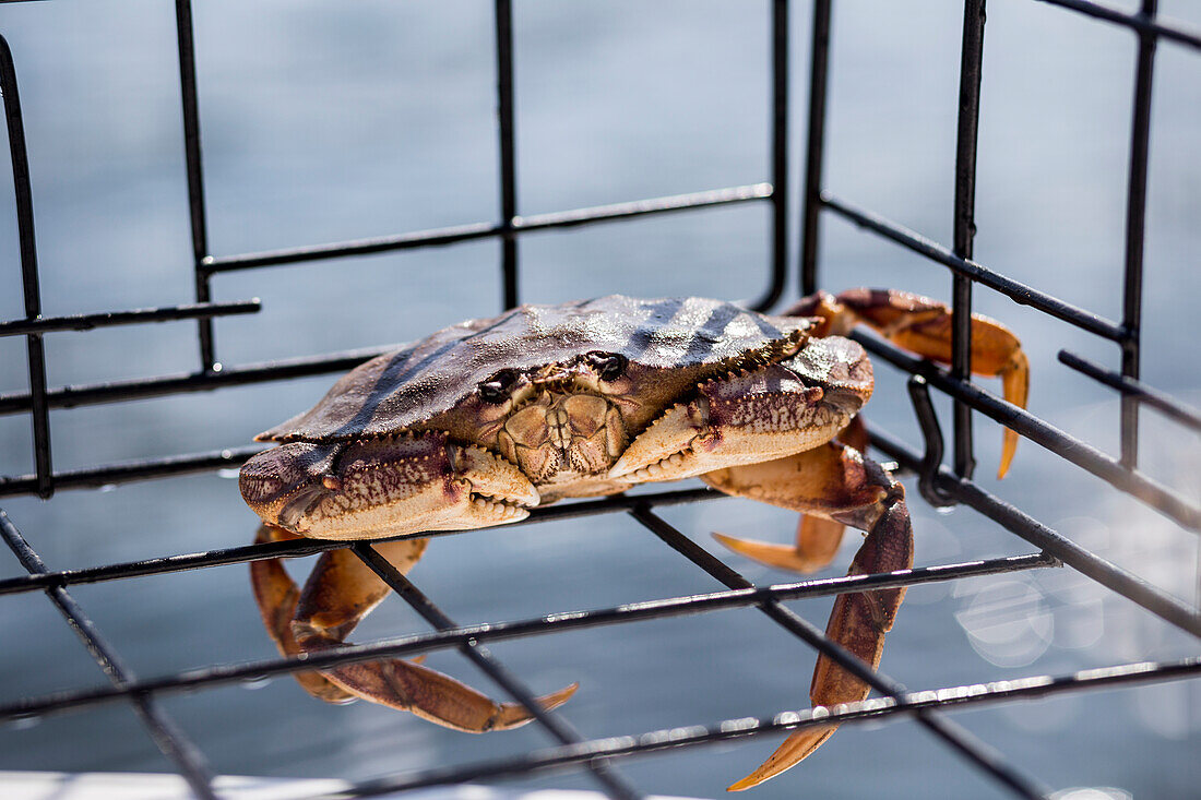 A live small Dungeness crab (Metacarcinus magister) caught in a crab trap on the west coast; Vancouver, British Columbia Canada