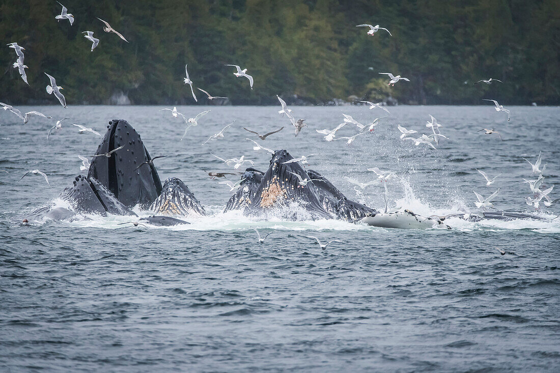 Whales breaching off the coast with a flock of seagulls flying around over the surface of the water. Whale watching tour with Prince Rupert Adventure tours; Prince Rupert, British Columbia, Canada