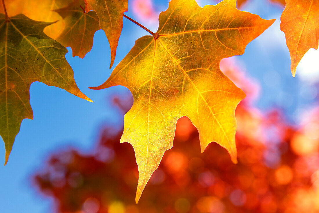 Close-up of golden leaves on a tree against a blue sky in autumn, White Mountains National Forest; New England, United States of America