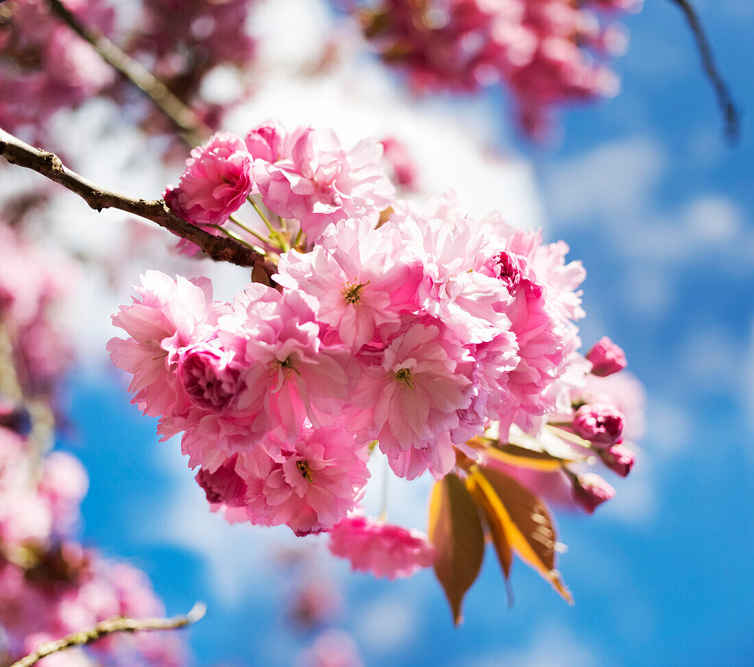 Kirschblüten in leuchtendem Rosa blühen an einem Baum vor blauem Himmel; Surrey, British Columbia, Kanada