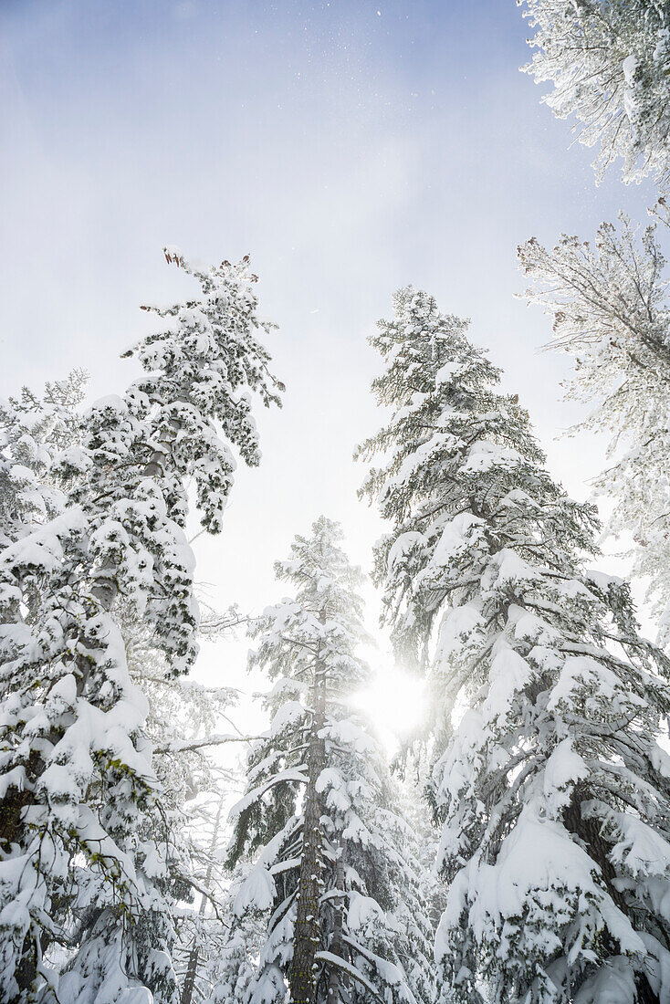 Low angle view of snow covered trees and sunlight glowing through them to a blue sky with cloud