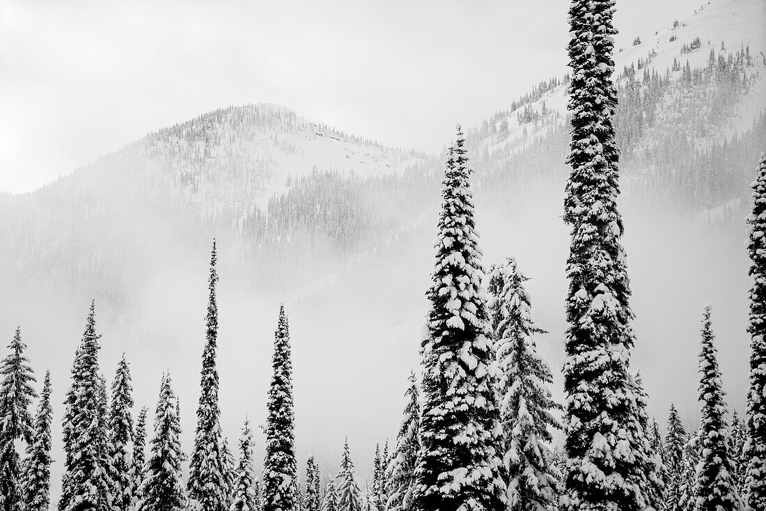 A winter scene with snow covered coniferous trees and forests on the mountains in fog, Whitewater Ski Resort; Nelson, British Columbia, Canada
