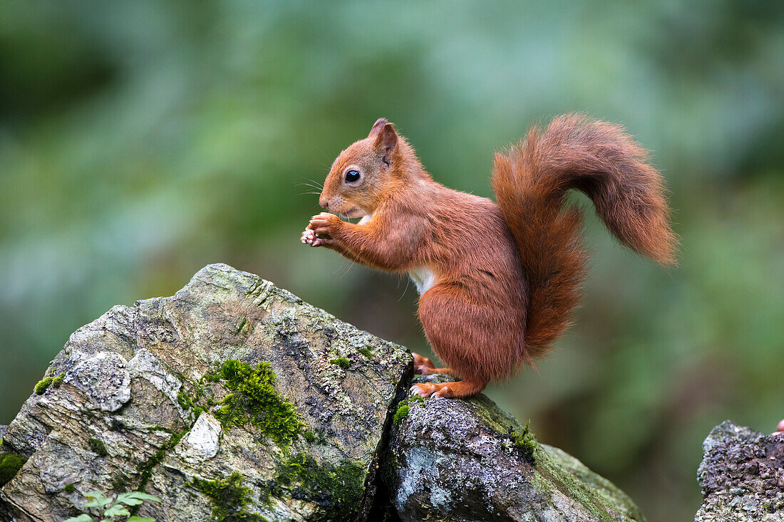Red Squirrel (Sciurus vulgaris) eating from it's hands while standing on a moss covered rock; Dumfries and Galloway, Scotland