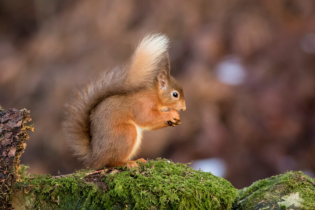 Red Squirrel (Sciurus vulgaris) eating from it's hand while standing on a moss covered rock; Dumfries and Galloway, Scotland