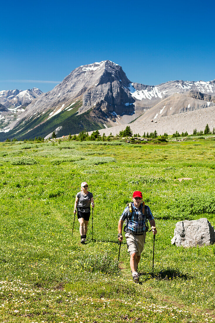 A man and woman hiking along an alpine meadow trail with mountains and blue sky in the background; Kananaskis Country, Alberta, Canada