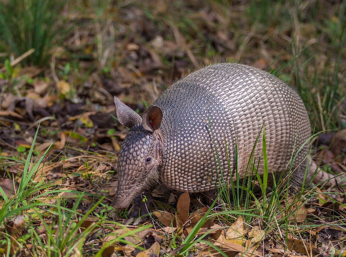 Nine-banded Armadillo (Dasypus novemcinctus) wandering among the brush in a transitional zone near a forest; Florida, United States of America