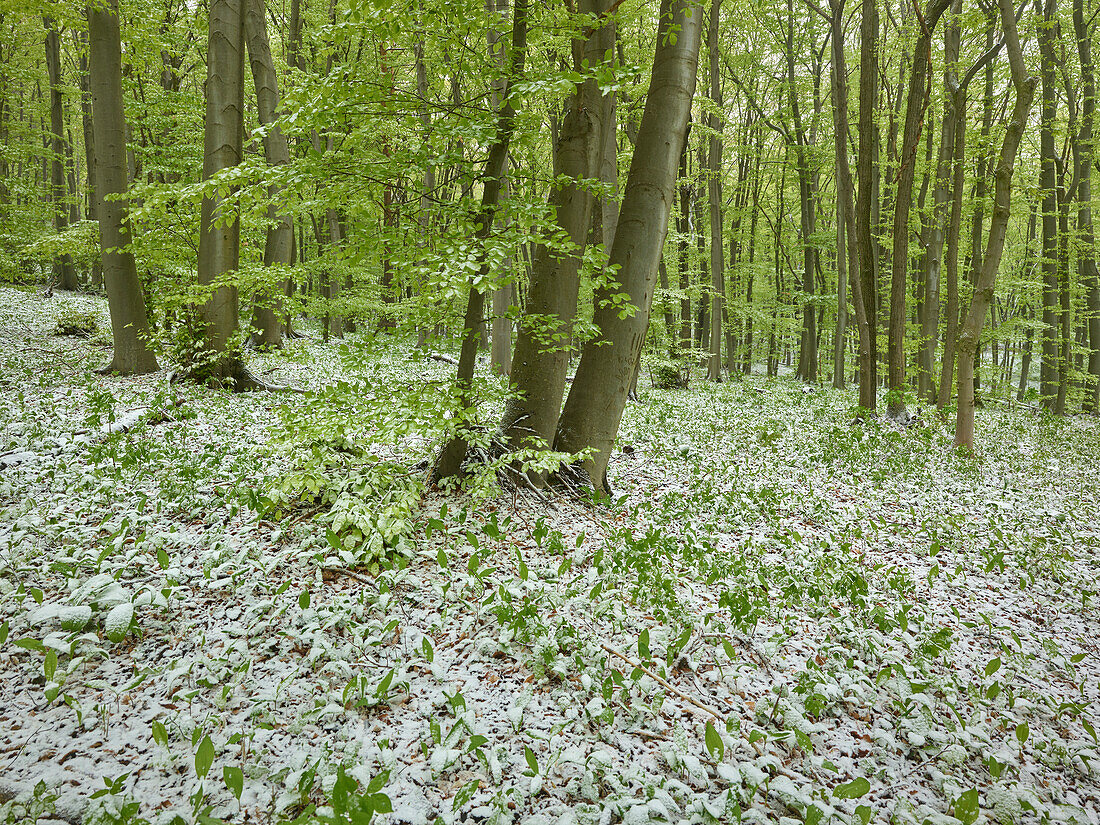 Kälteeinbruch im Frühling, Baden bei Wien, Wienerwald, Niederösterreich, Österreich