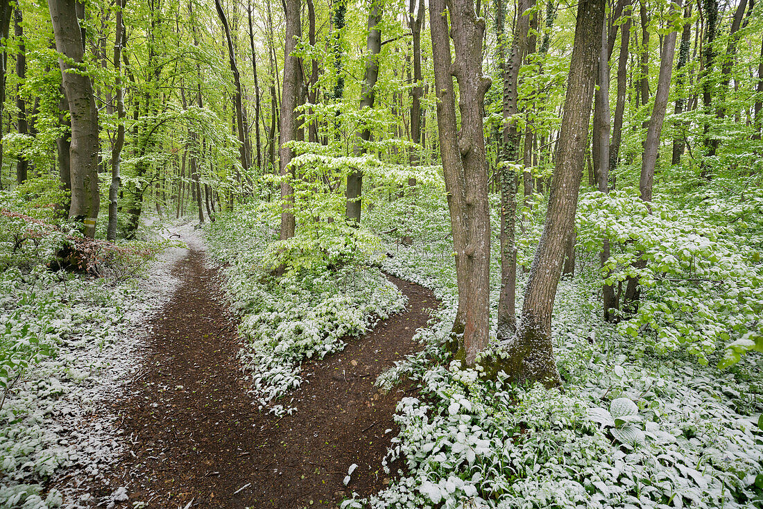 hiking trail on the anninger, cold snap in spring, Baden near Vienna, Vienna Woods, Lower Austria, Austria