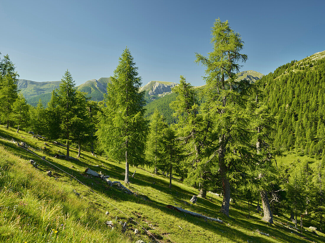 Swiss stone pine forest, near eisentalhöhe, the Nockberge National Park, Carinthia, Austria