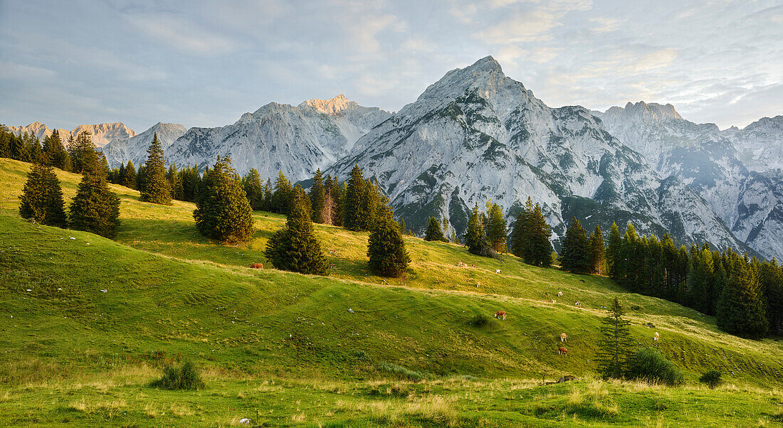 Huder Bank Tip, walderalm, Grace forest, Karwendel, Tyrol, Austria
