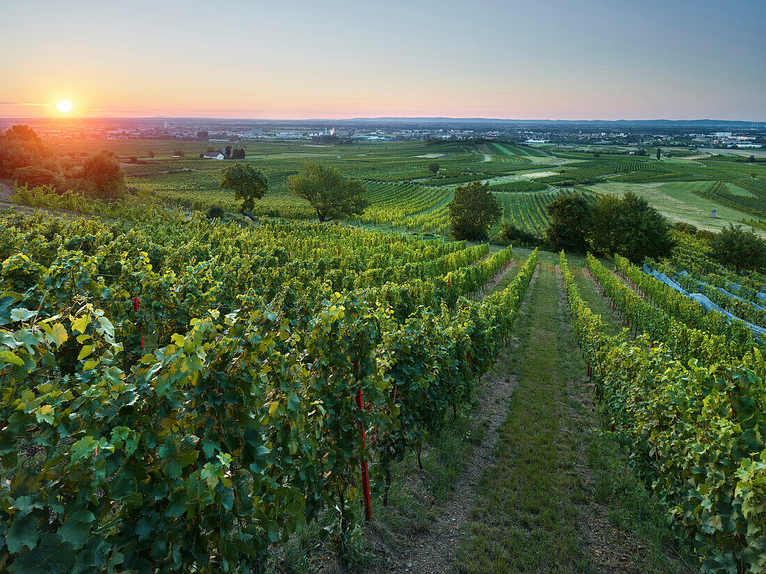 vineyards at Baden near Vienna, thermal region, Vienna Basin, Lower Austria, Austria
