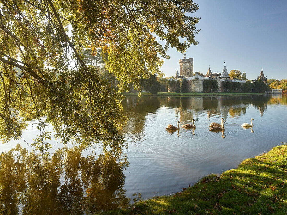 swans, Franz Castle, Castle park laxenburg, Lower Austria, Austria