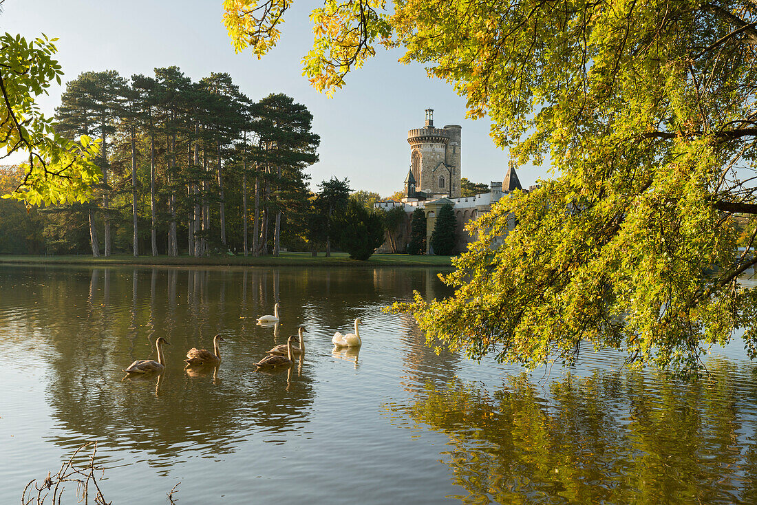 Schwäne, Franzenburg, Schlosspark Laxenburg, Niederösterreich, Österreich