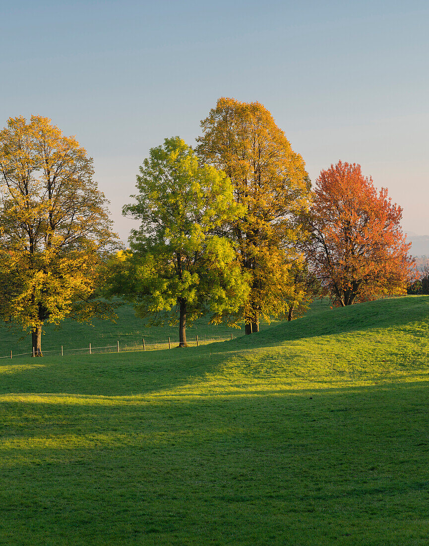 herbstlich verfärbte Bäume im Wienerwald, Zoblhof, Niederösterreich, Österreich