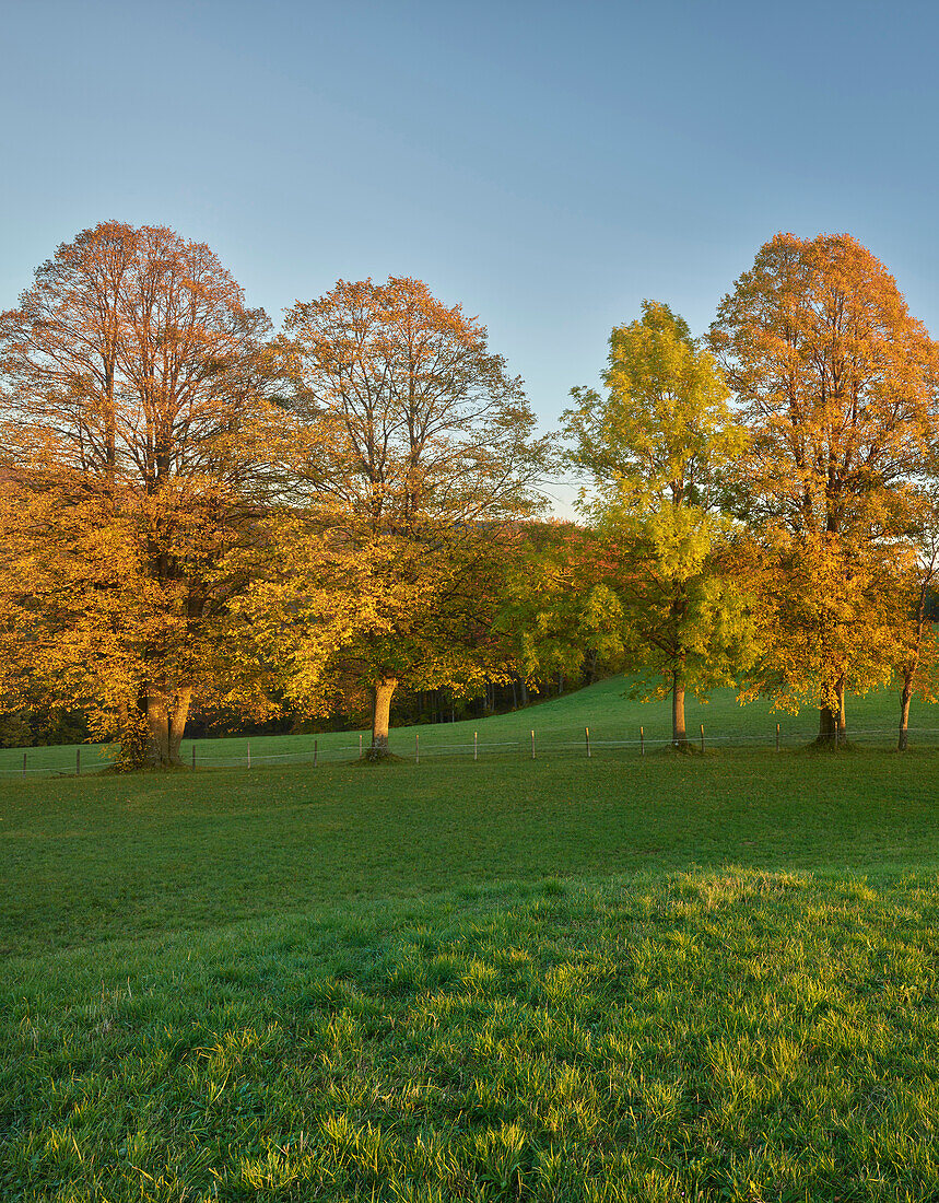 autumn-colored trees in the Vienna Woods, Zoblhof, Lower Austria, Austria